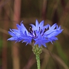 Cornflower _MG_1811